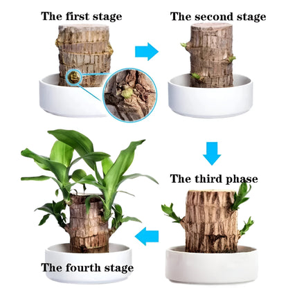 Brazilian Lucky Wood Plant| Charm Wood | Good Luck Plant | Feng Shui Indoor plant