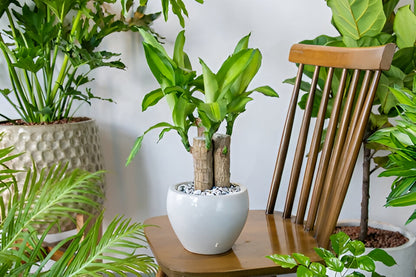 Brazilian Lucky Wood Plant| Charm Wood | Good Luck Plant | Feng Shui Indoor plant