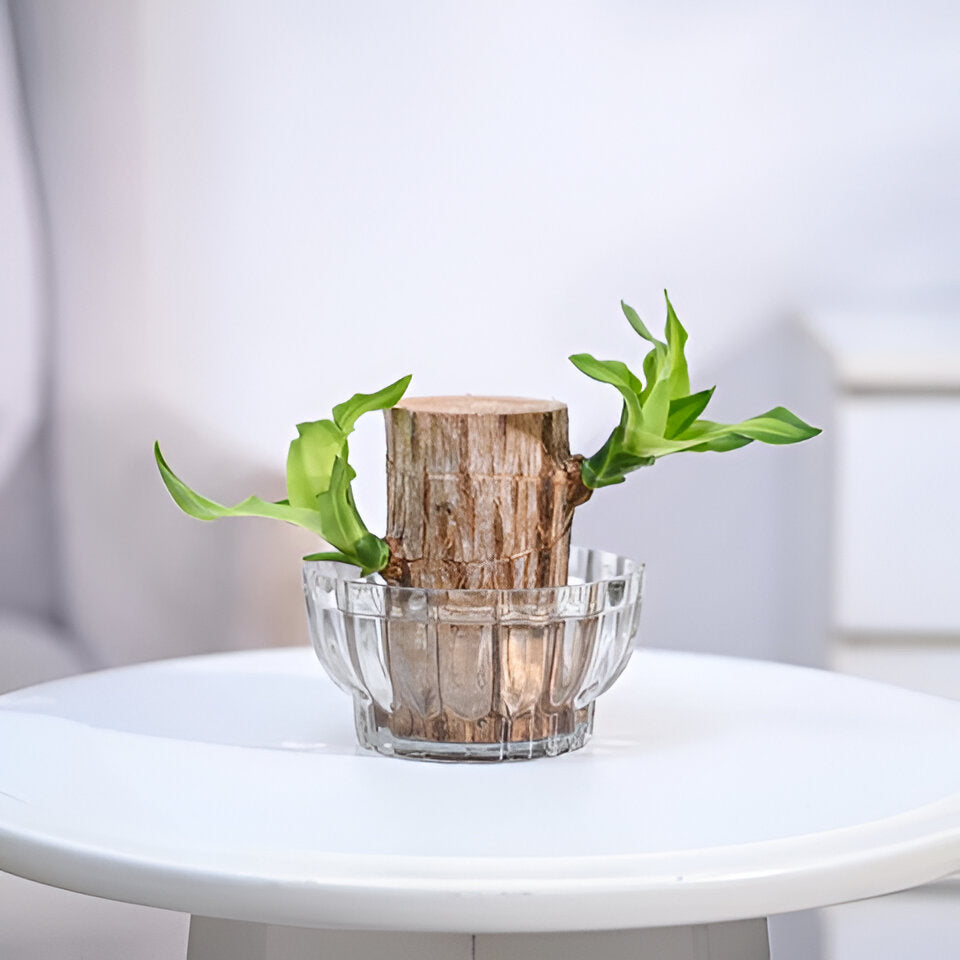 Brazilian Lucky Wood Plant| Charm Wood | Good Luck Plant | Feng Shui Indoor plant